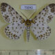 71042p Geometridae Dilophodes sp. Vietnam $9