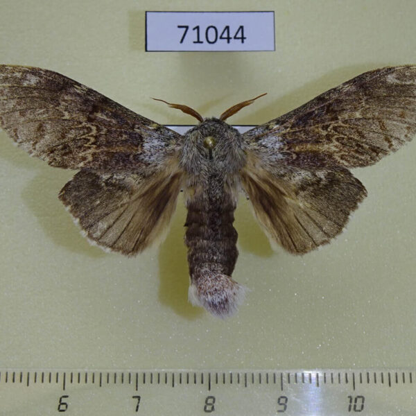 Notodontiidae Stauropus teikichiana Vietnam