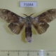 71044p Notodontiidae Stauropus teikichiana Vietnam $12
