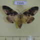 71045p Notodontiidae Neopheosia atrifusa Vietnam $8