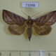 71048p Noctuidae Calyptra fletcheri Vietnam $10