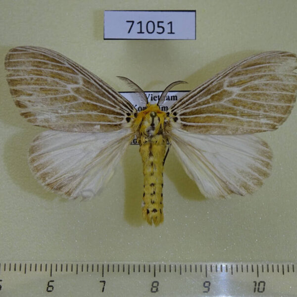 Lymantridae Cispia ochrophaea Vietnam