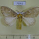 71051p Lymantridae Cispia ochrophaea Vietnam $5