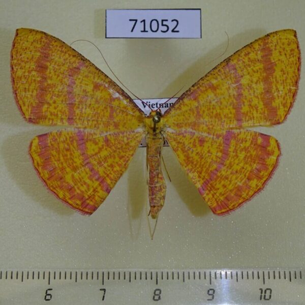 Geometridae Eumelea rosalia Vietnam