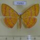 71052p Geometridae Eumelea rosalia Vietnam $10