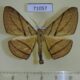 71057p Geometridae Dalima patularia Vietnam $8