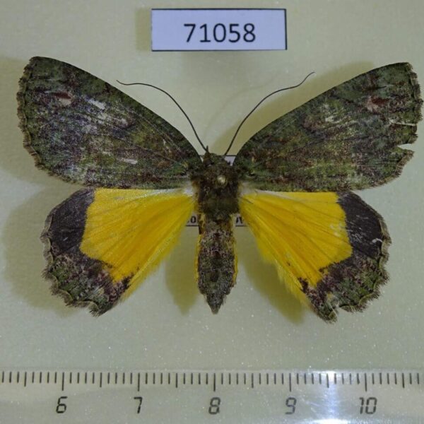 Geometridae Dindica polyphaenaria Vietnam