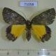 71058p Geometridae Dindica polyphaenaria Vietnam $6
