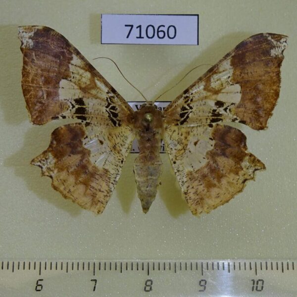 Geometridae Krananda lucidaria f Vietnam