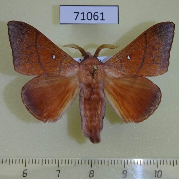 Lasiocampidae Odonestis bheroba Vietnam