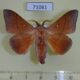 71061p Lasiocampidae Odonestis sp. Vietnam $12