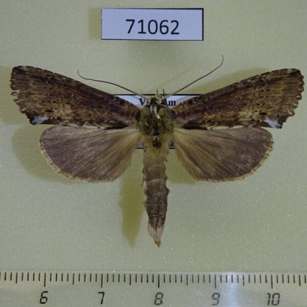 Notodontiidae Ortholomia xylinata Vietnam