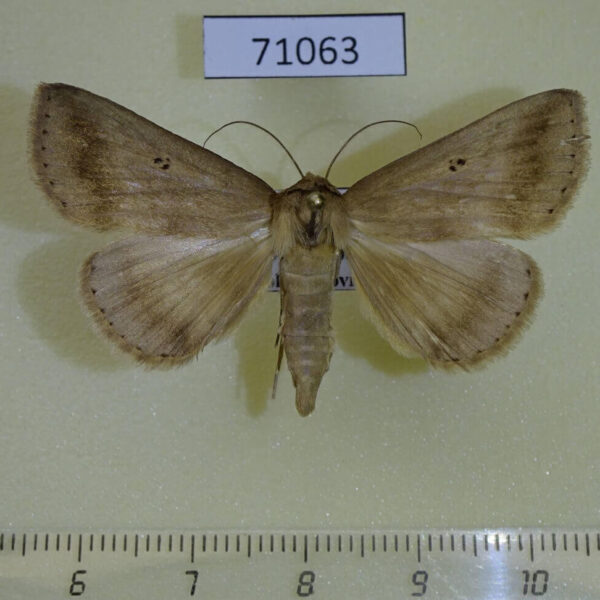 Noctuidae Avitta obscurata Vietnam