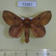 71067p Lasiocampidae Euthrix isocyma Vietnam $9
