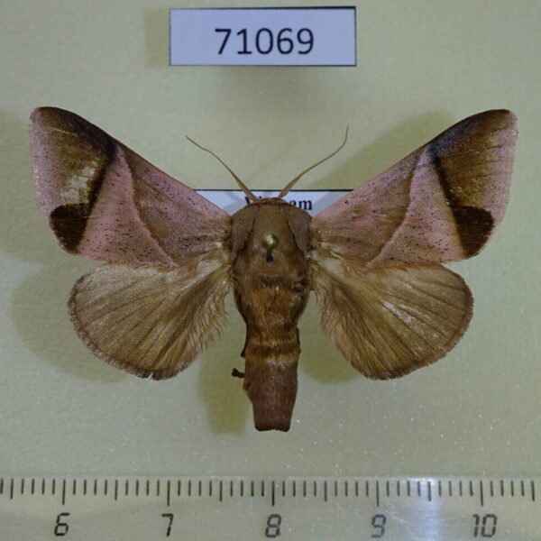 Limacodidae Setora postornata Vietnam