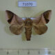 71070p Limacodidae Setora postornata Vietnam $9