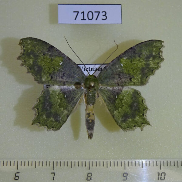Geometridae Paramaxates macrocerata Vietnam