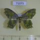 71073p Geometridae Paramaxates macrocerata Vietnam $9