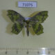 71075p Geometridae Paramaxates macrocerata Vietnam $9