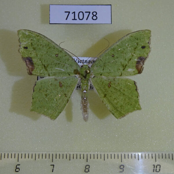 Geometridae Dooabia lunifera Vietnam