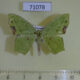71078p Geometridae Dooabia lunifera Vietnam $7