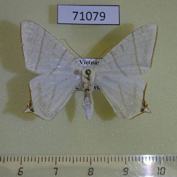Geometridae Ourapteryx sp. pallidula Vietnam
