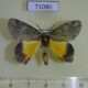 71080p Geometridae Dindica olivacea Vietnam $6