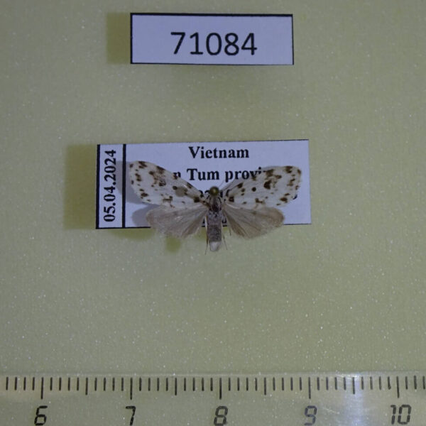 Arctiidae Siccia taiwana Vietnam