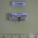 71084p Arctiidae Siccia taiwana Vietnam $5