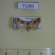 71085p Noctuidae Maliattha separata Vietnam $9