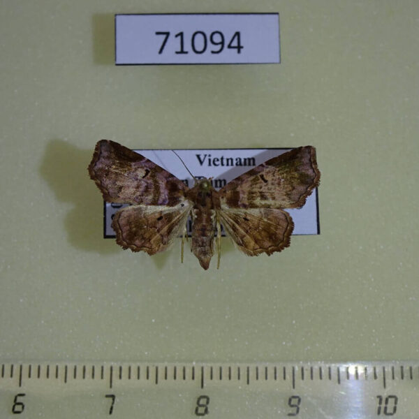 Noctuidae Aroana rubra Vietnam