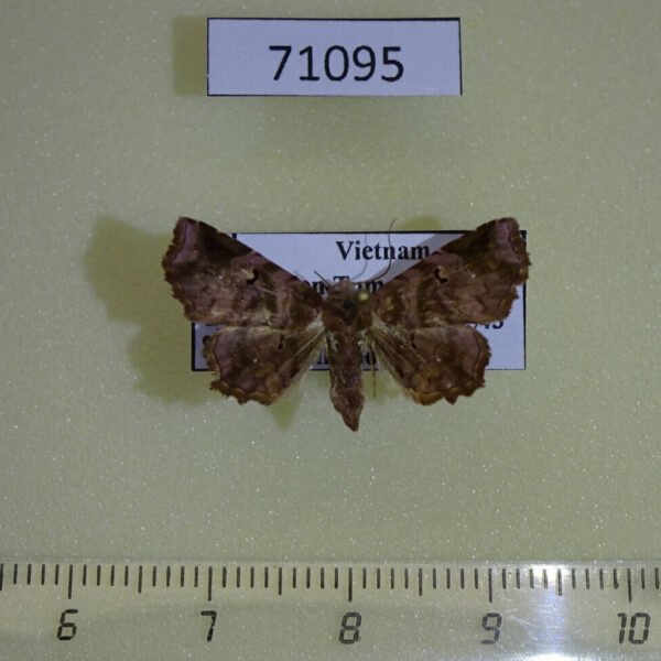 Noctuidae Aroana rubra Vietnam
