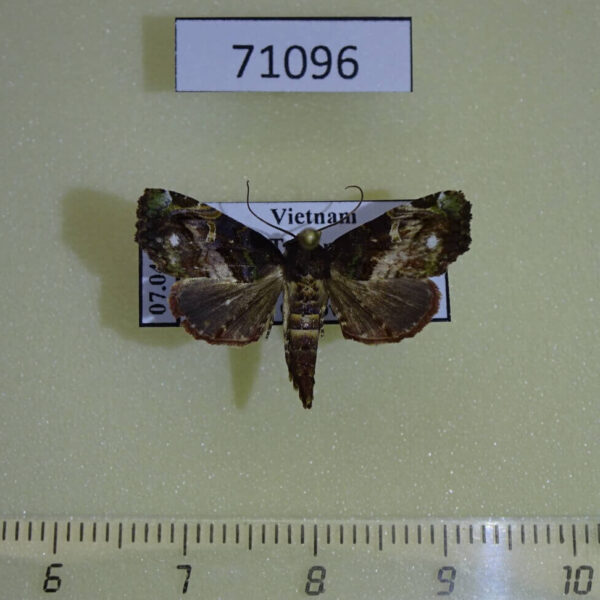 Euteliidae Targalla albiceps Vietnam