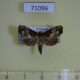 71096p Euteliidae Targalla albiceps Vietnam $10