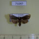 71097p Limacodidae Phrixolepia luoi Vietnam $9