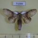 71099p Notodontiidae Stauropus alternus Vietnam $8