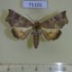 71101p Noctuidae Lineopalpa birena Vietnam $9