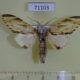 71103p Notodontiidae Neopheosia fasciata Vietnam $8
