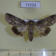 71112p Euteliidae Stictoptera sp. semialba Vietnam $7