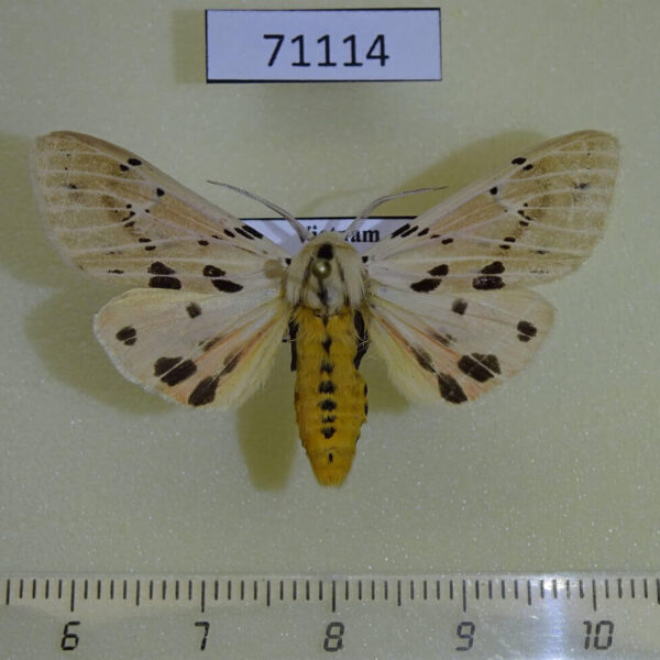 Arctiidae Spilosoma hypogopa Vietnam