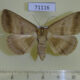 71116p Noctuidae Avitta obscurata f Vietnam $12