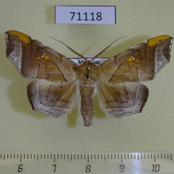 Noctuidae Episparis exprimens Vietnam
