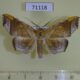 71118p Noctuidae Episparis exprimens Vietnam $10