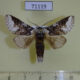 71119p Notodontiidae Neodrymninia comes Vietnam $9