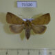 71120p Noctuidae Xyostola indistincta f Vietnam $10