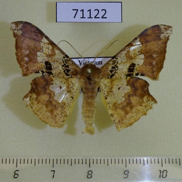 Geometridae Krananda lucidaria Vietnam
