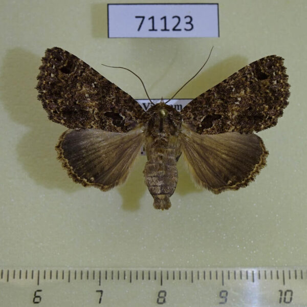 Noctuidae Erygia apicalis f Vietnam