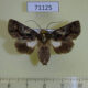 71125p Noctuidae Aedia intrahens f Vietnam $5