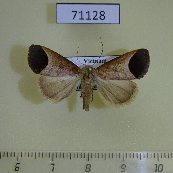 Noctuidae Bocula divergens Vietnam