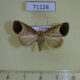 71128p Noctuidae Bocula divergens Vietnam $8